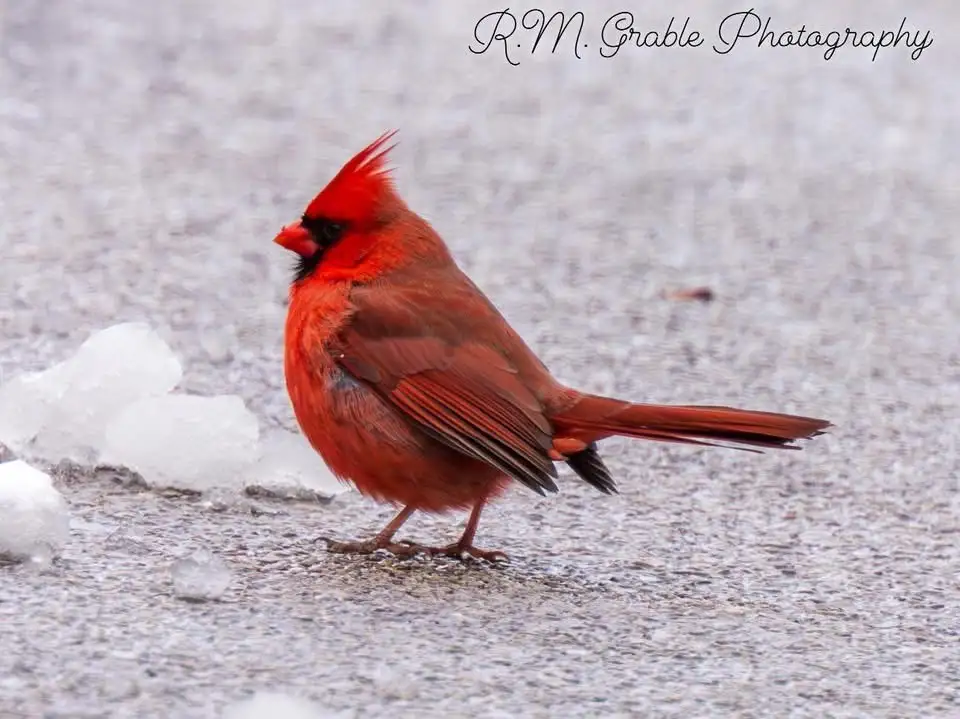 A male northern cardinal with bright red feathers and a black face stands on icy, snowy ground. The bird appears to be…