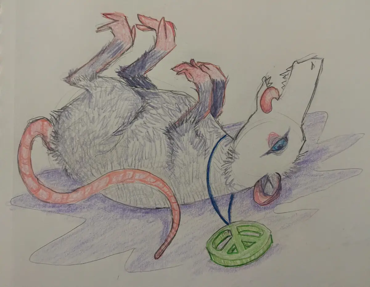 A hand-drawn illustration of a grey rat lying on its back with paws raised in the air, looking relaxed and content. It has a…