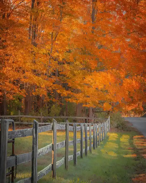 A scenic autumn photo shows a weathered wooden fence running alongside a paved road, with vibrant orange and yellow maple…