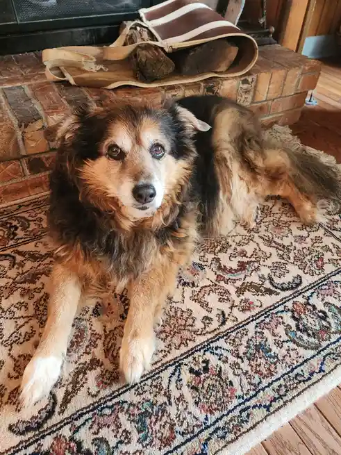 A fluffy, long-haired dog with brown, black, and tan fur lies on a patterned rug in front of a brick fireplace. The dog…