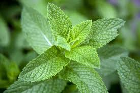 A close-up photograph of vibrant green mint leaves with serrated edges and visible veins, set against a blurred background…
