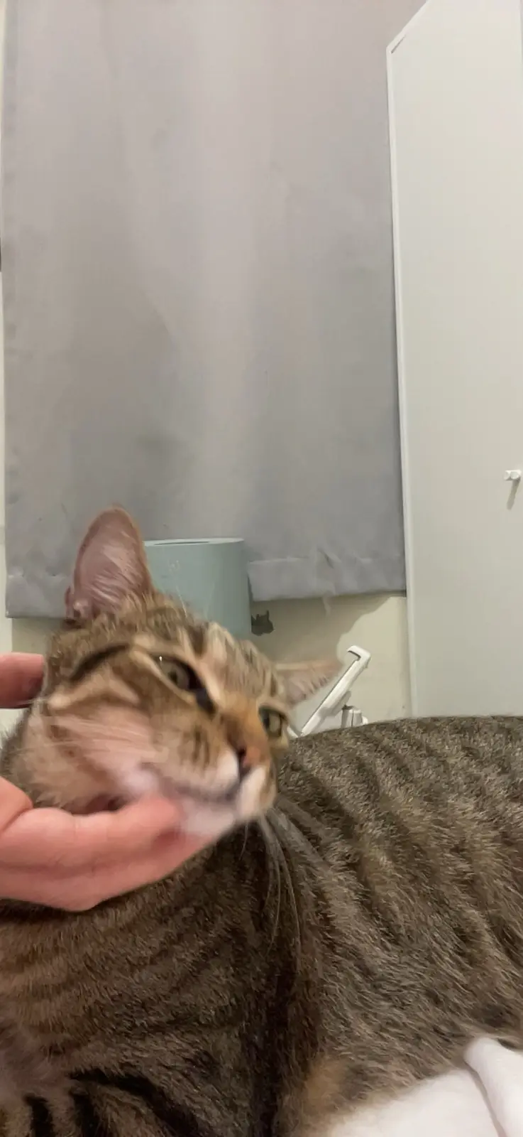 Just your average cat moment