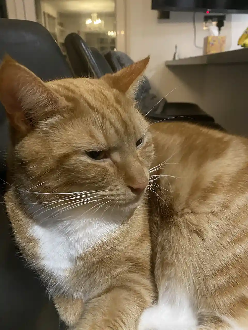 A close-up photo of an orange tabby cat with white markings on its chest and paws, sitting on a dark chair. The cat has a…