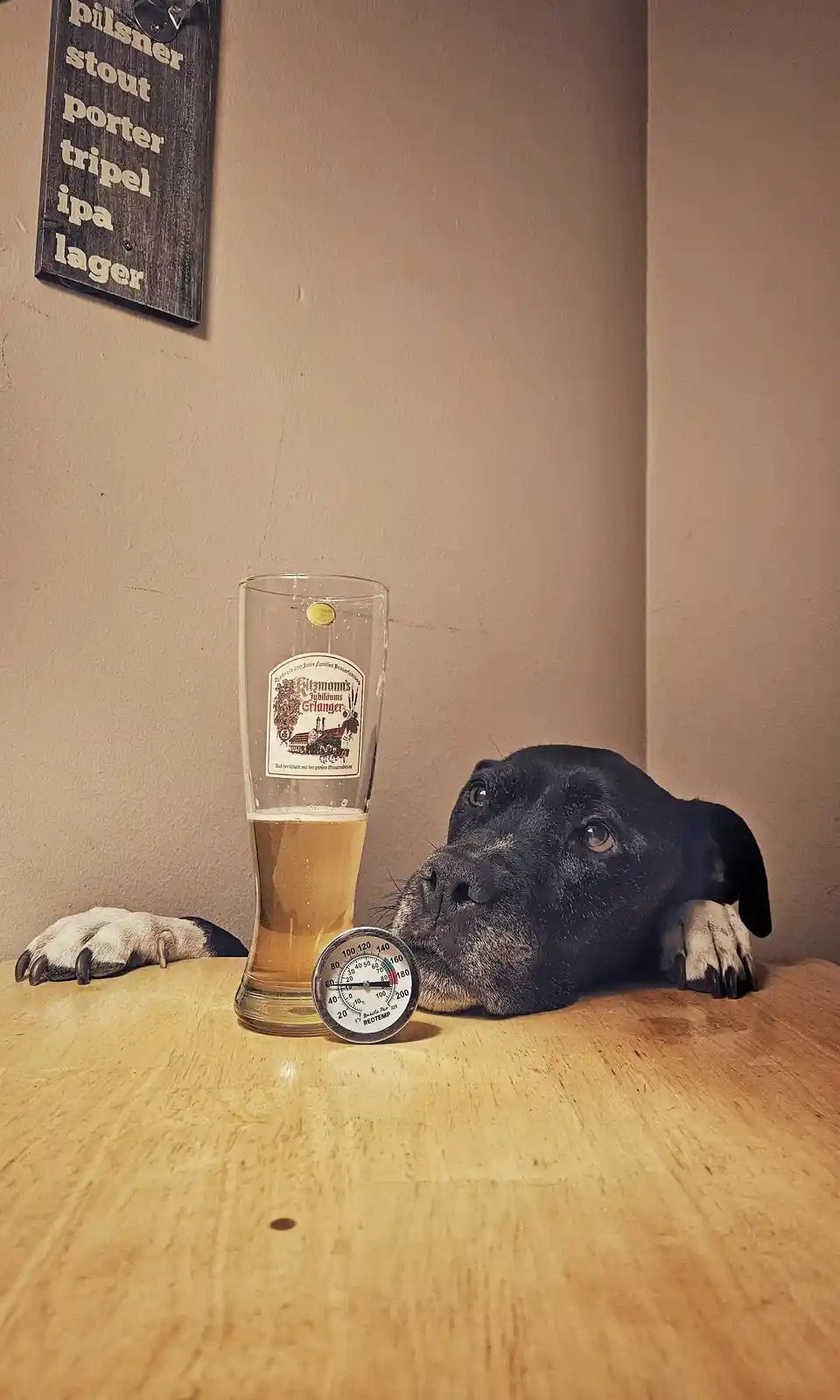 A black dog with white paws rests its head on a wooden table next to a beer glass and a thermometer, looking up with a…