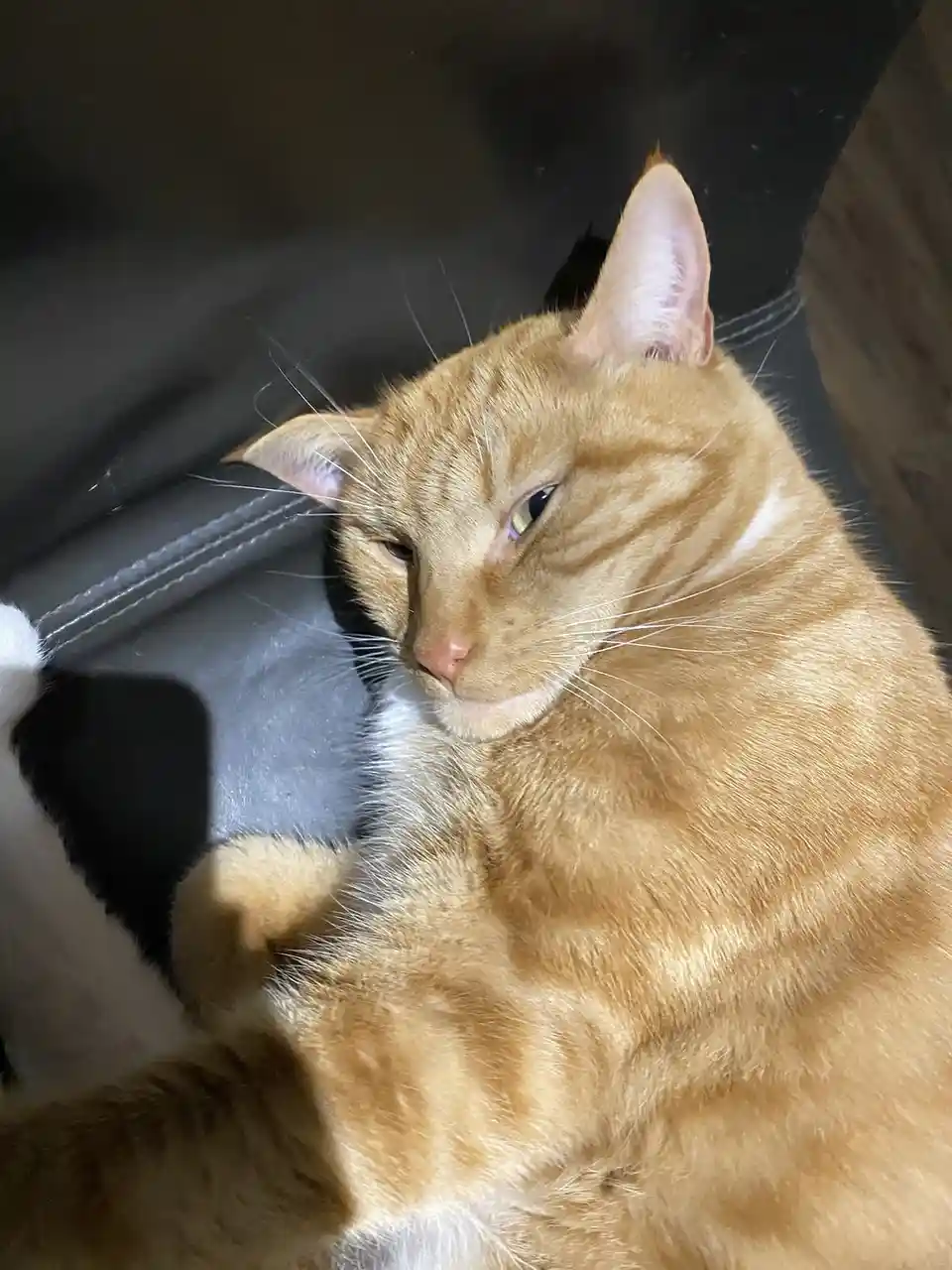 An orange tabby cat with white markings is lounging on a dark gray couch, looking sleepy and unimpressed with one eye…