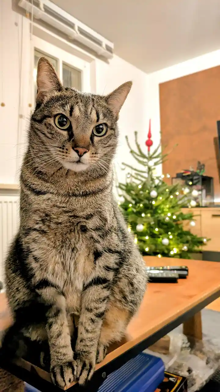 A tabby cat with wide, intense eyes sits upright on a wooden table, staring directly at the camera. In the blurred…