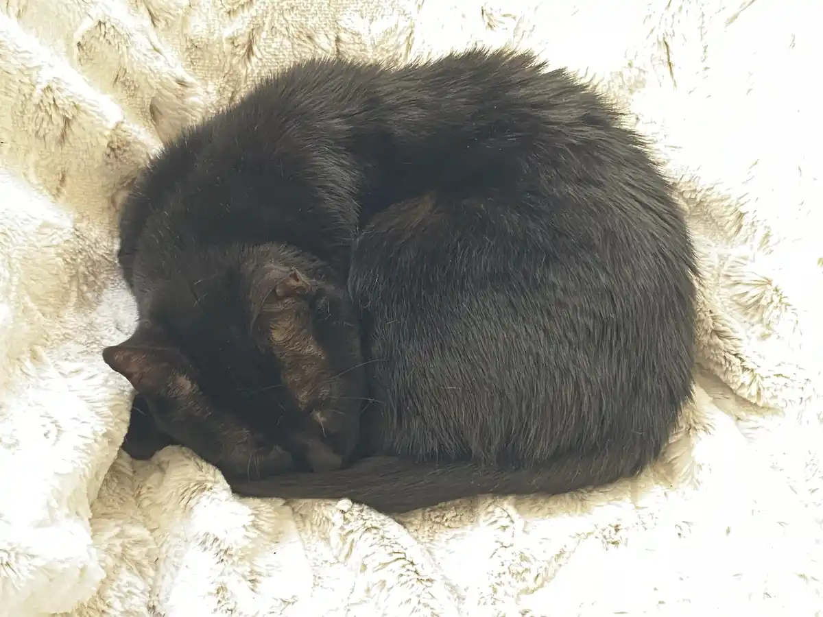 Adorable kitties in their sleepy state