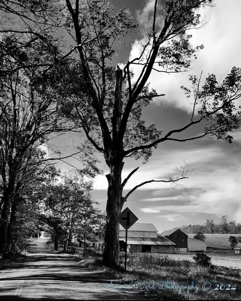 a black and white photograph of a rural road with a large tree and a yield sign that has been altered to look like a dead…