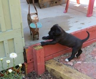 A small black puppy is stretching its front paws over a red wooden step, looking up at a cat standing on the porch above…