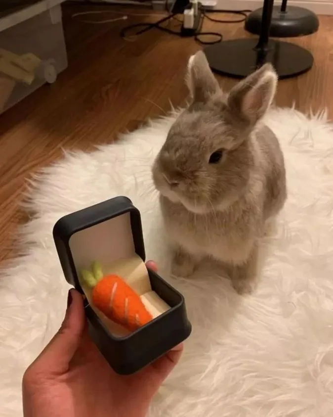 A Beloved Bunny That Steals Hearts