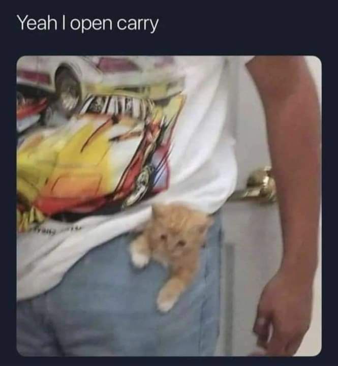 A person wearing a white t-shirt with a colorful car graphic and blue jeans has a small orange kitten peeking out from their…