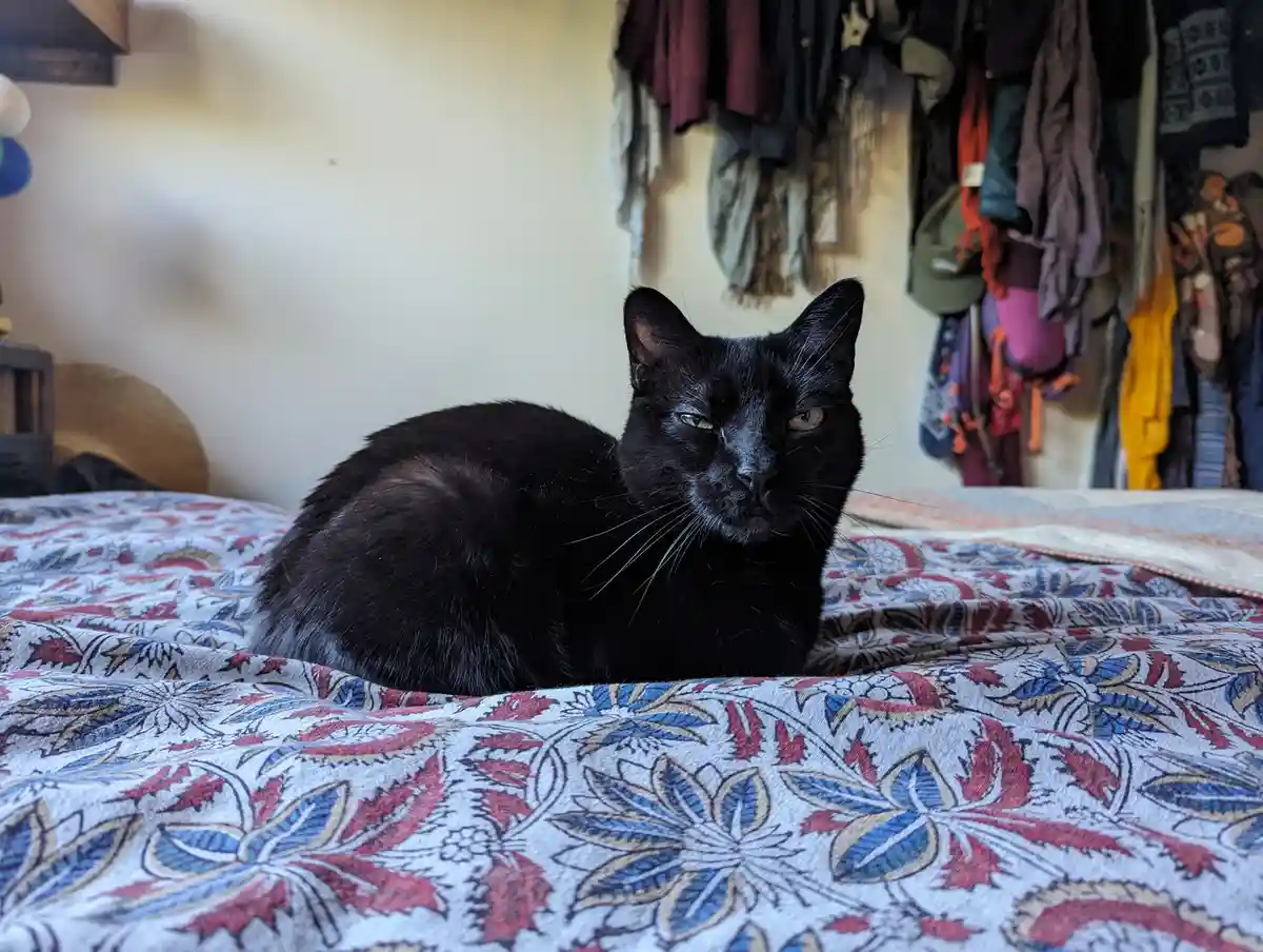 A black cat with a grumpy, unimpressed expression sits on a patterned bedspread. Behind it, clothes hang on a wall. The…