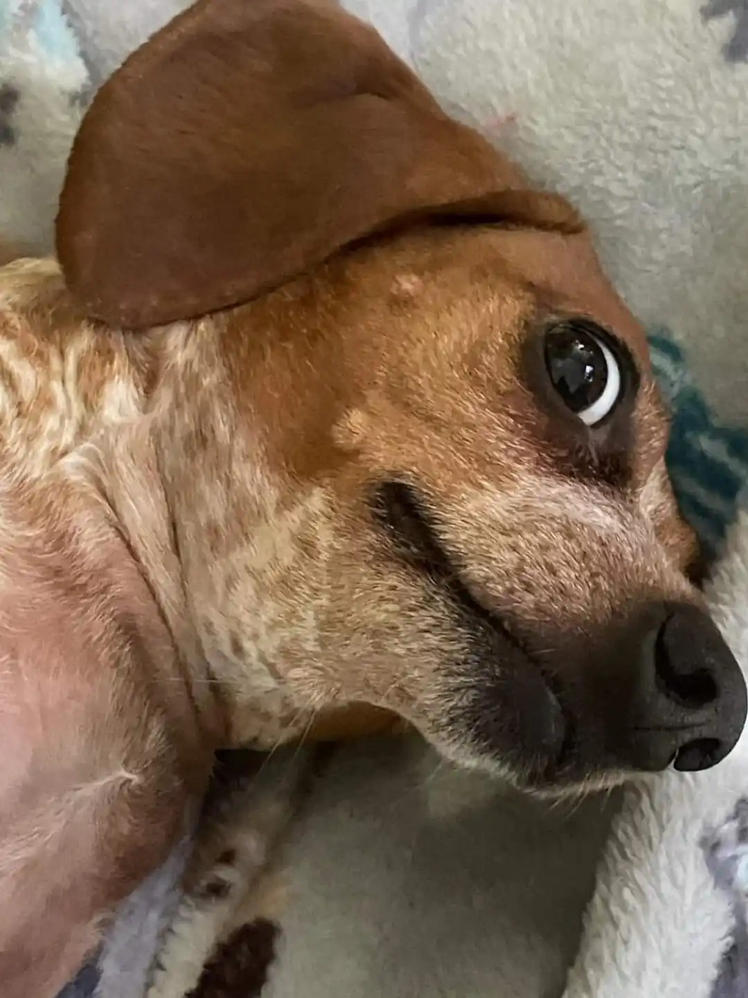 A close-up photo of a brown and white dog with one ear flopped over, looking directly at the camera with a slightly tilted…