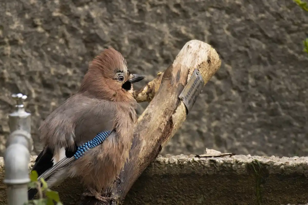 A jay bird with brown feathers and blue wing markings perches on a wooden branch next to a metal sign that reads 'No…