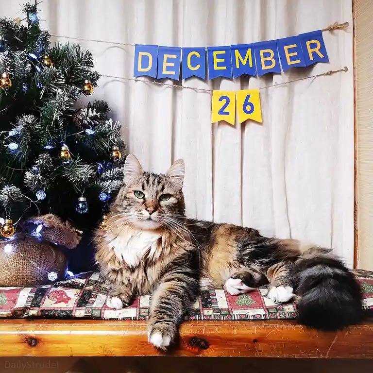 A fluffy tabby cat with green eyes lounges regally on a wooden surface covered with a festive quilt, positioned beside a…