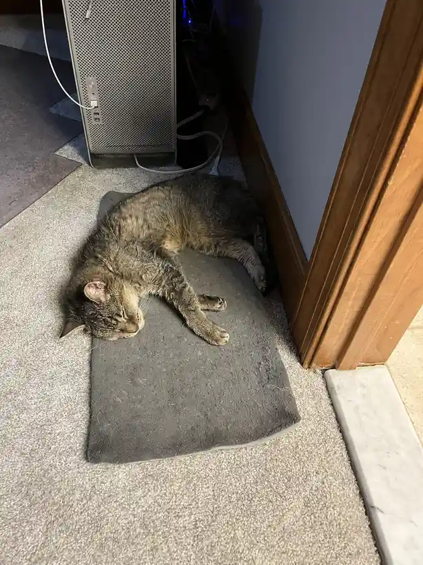 Celebrating her 20th birthday with a cozy nap