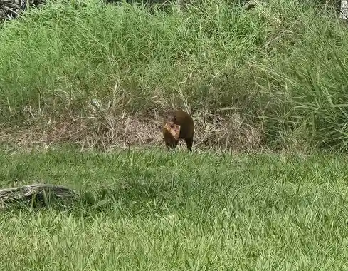 Delicious Pizza Agouti: A Unique Treat
