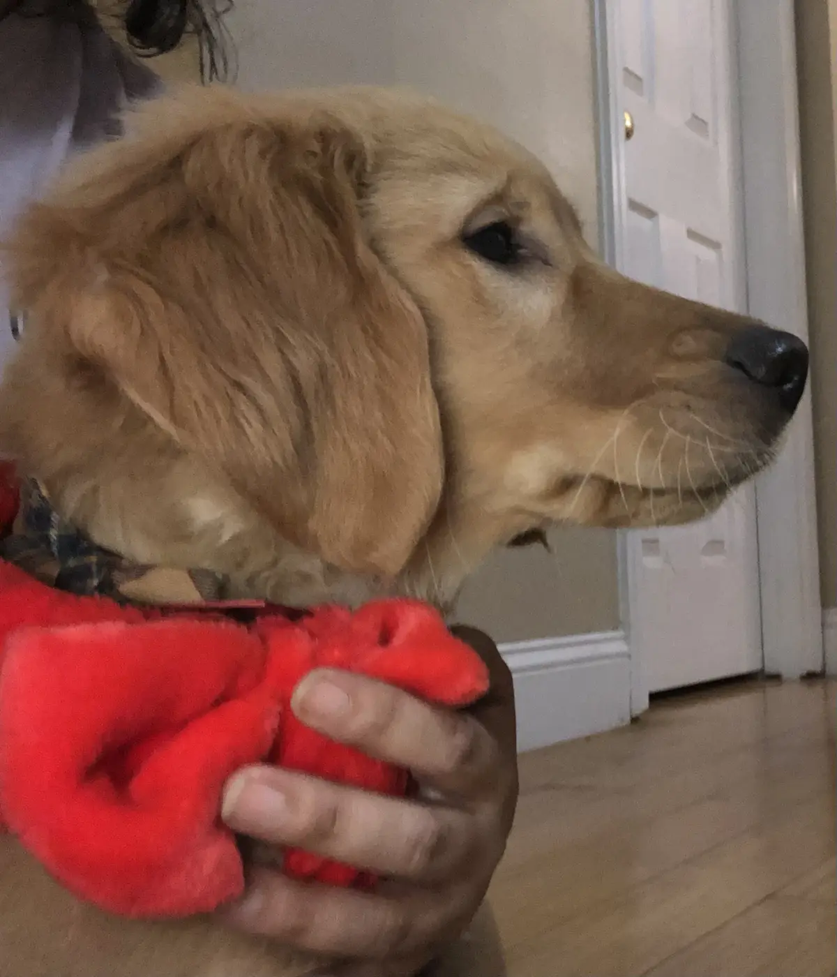 A golden retriever puppy with a sad, disappointed expression is being held by a person whose hand is visible gripping a…