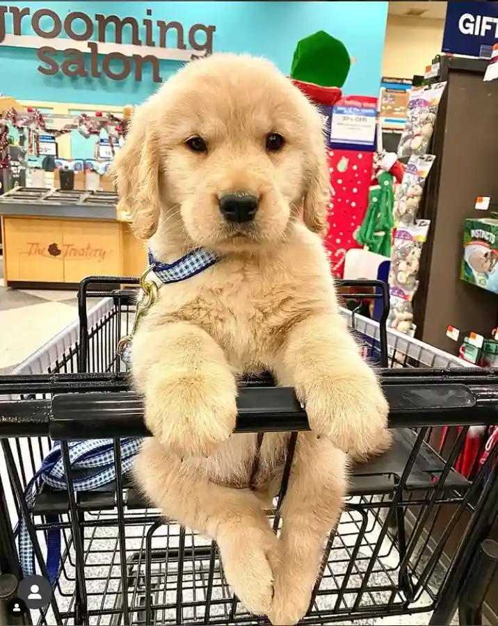 A fluffy golden retriever puppy sits in a black shopping cart, its front paws resting on the top edge, looking directly at…