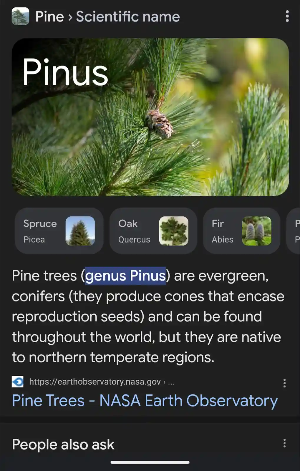 Where's Your God Now, Team Pinecone?