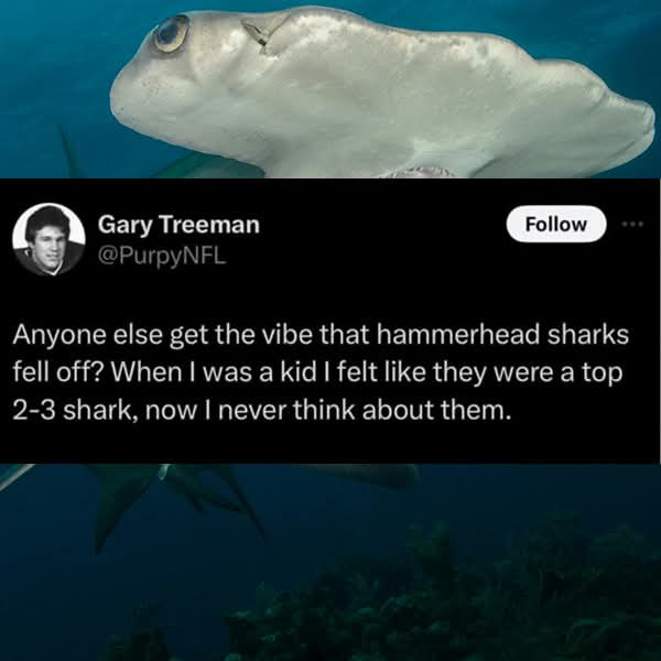 Remember When Hammerhead Gummies Were All the Rage? What Happened?