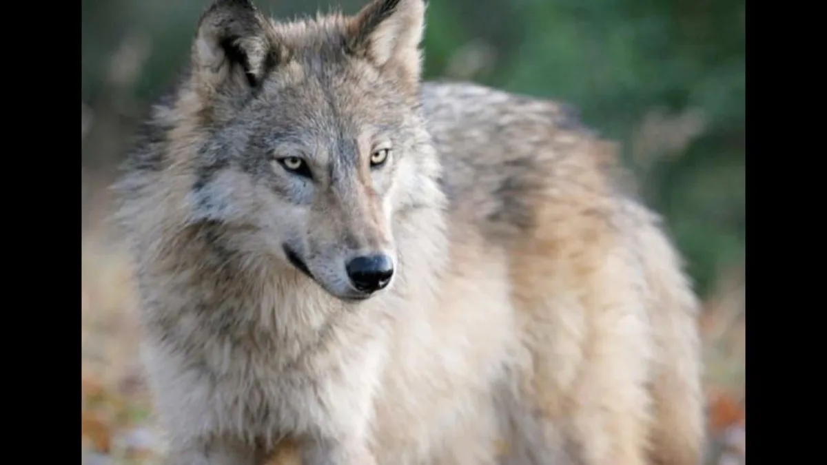 A close-up photograph of a gray wolf with piercing yellow eyes and thick, grayish-brown fur, staring intently forward…