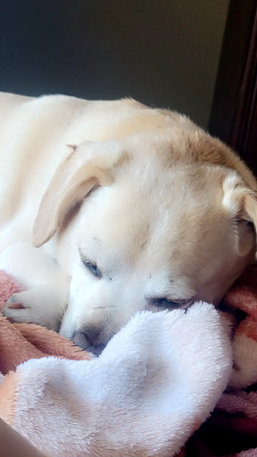 A light-colored dog with floppy ears is peacefully sleeping with its head resting on a fluffy, white and pink blanket. Its…