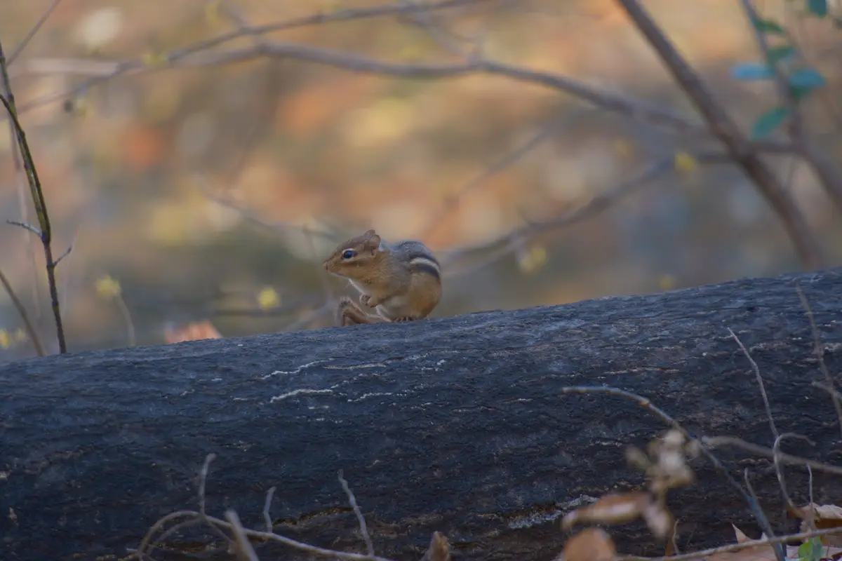 Adorable chipmunk antics!
