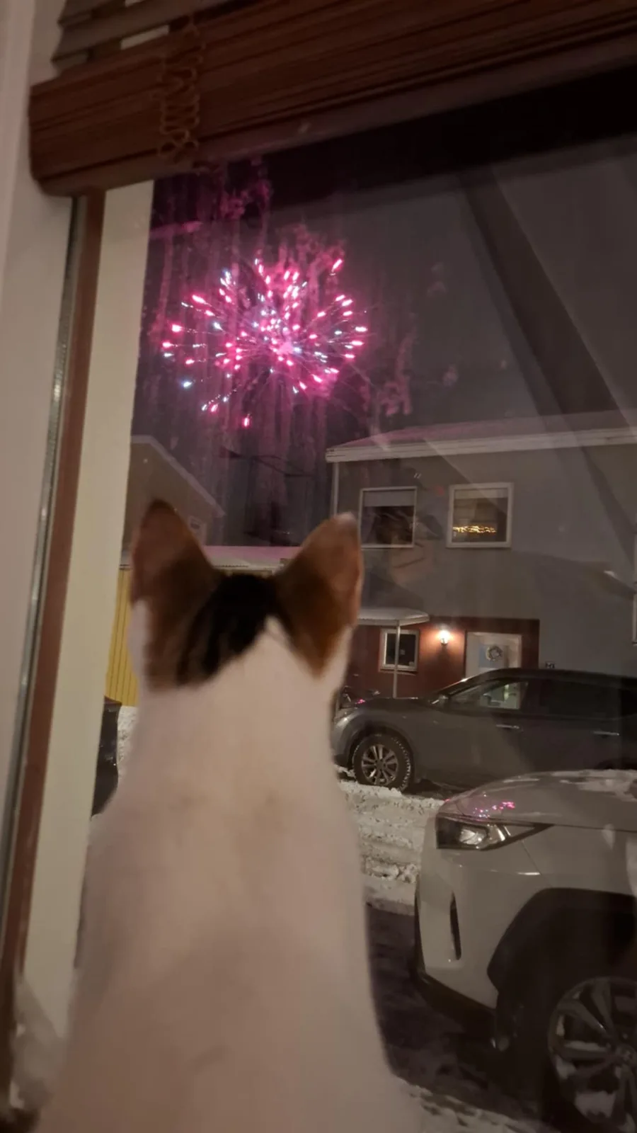 A white cat with brown ears sits inside, looking out a window at vibrant pink and blue fireworks exploding in the night sky…
