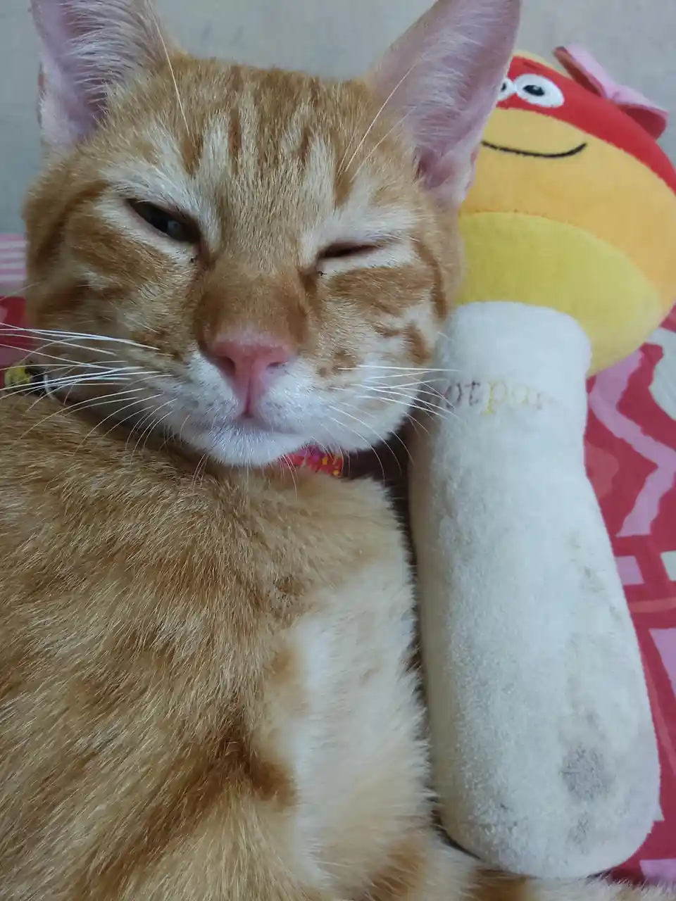An orange tabby cat with one eye closed and one eye squinted, resting its head against a yellow and red plush toy that…