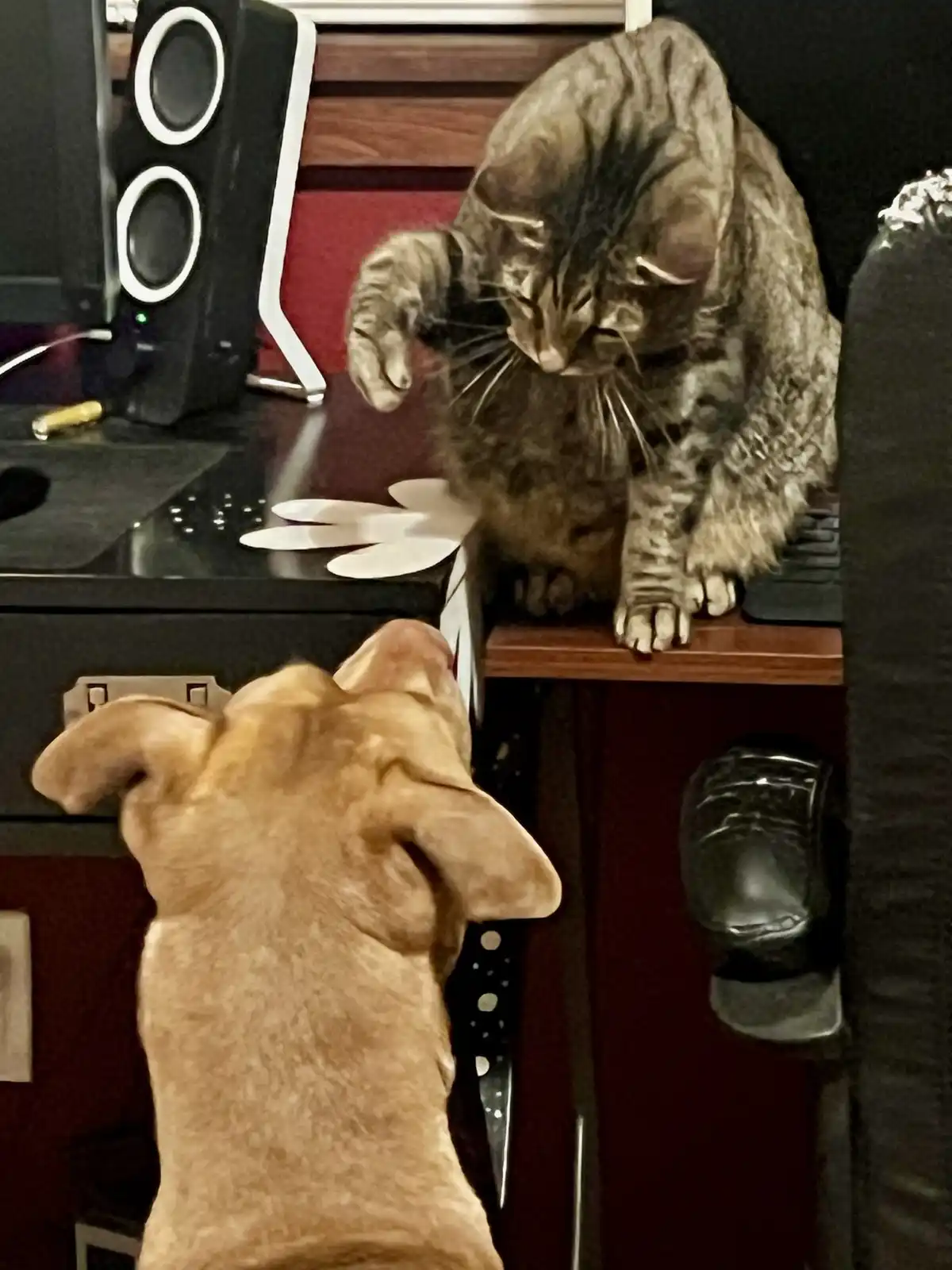 A tabby cat perched on a wooden desk ledge looks down with a dismissive expression at a light brown dog below, who is…