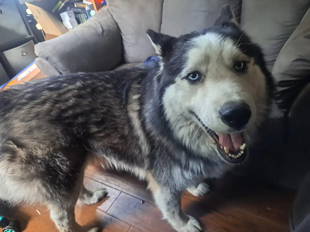 A black and white husky with striking blue eyes stands on a wooden floor in front of a gray couch, looking directly at the…