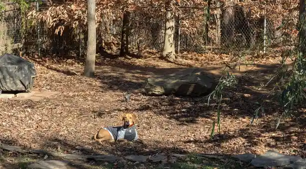 A brown dog wearing a grey and white shirt lies on a bed of fallen autumn leaves in a backyard. Behind it is a chain-link…