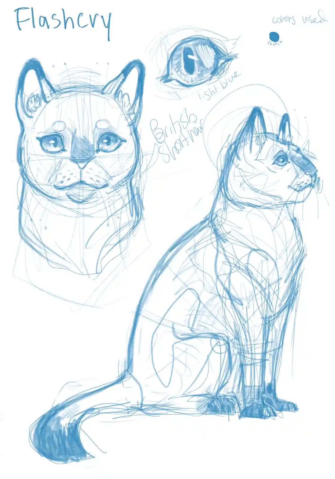 A blue ink sketch of a cat character named 'Flashcry' shows a front-facing head and a full-body sitting pose, with a…