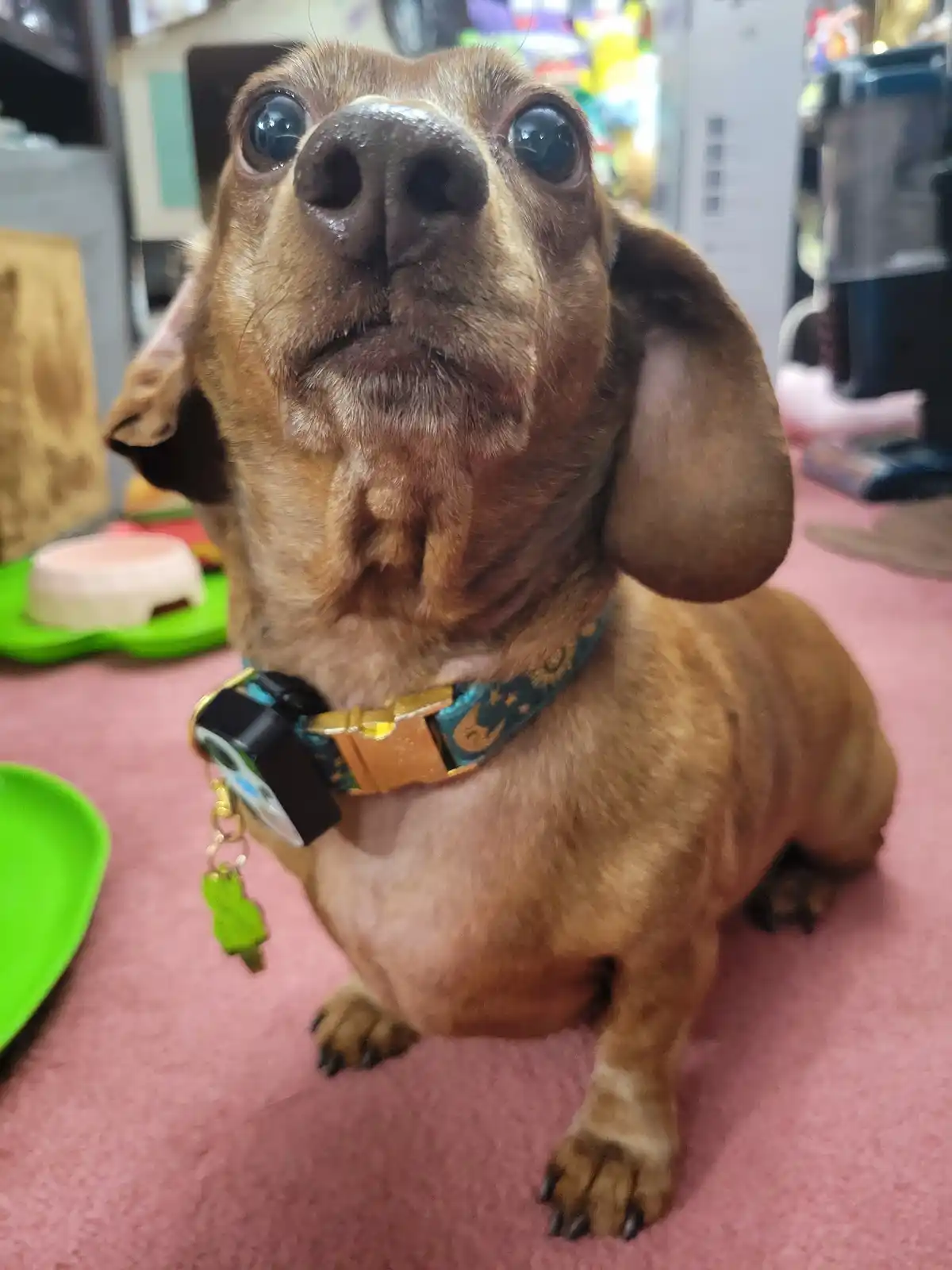 Meet my adorable pup, Tiger Lilly, #743!