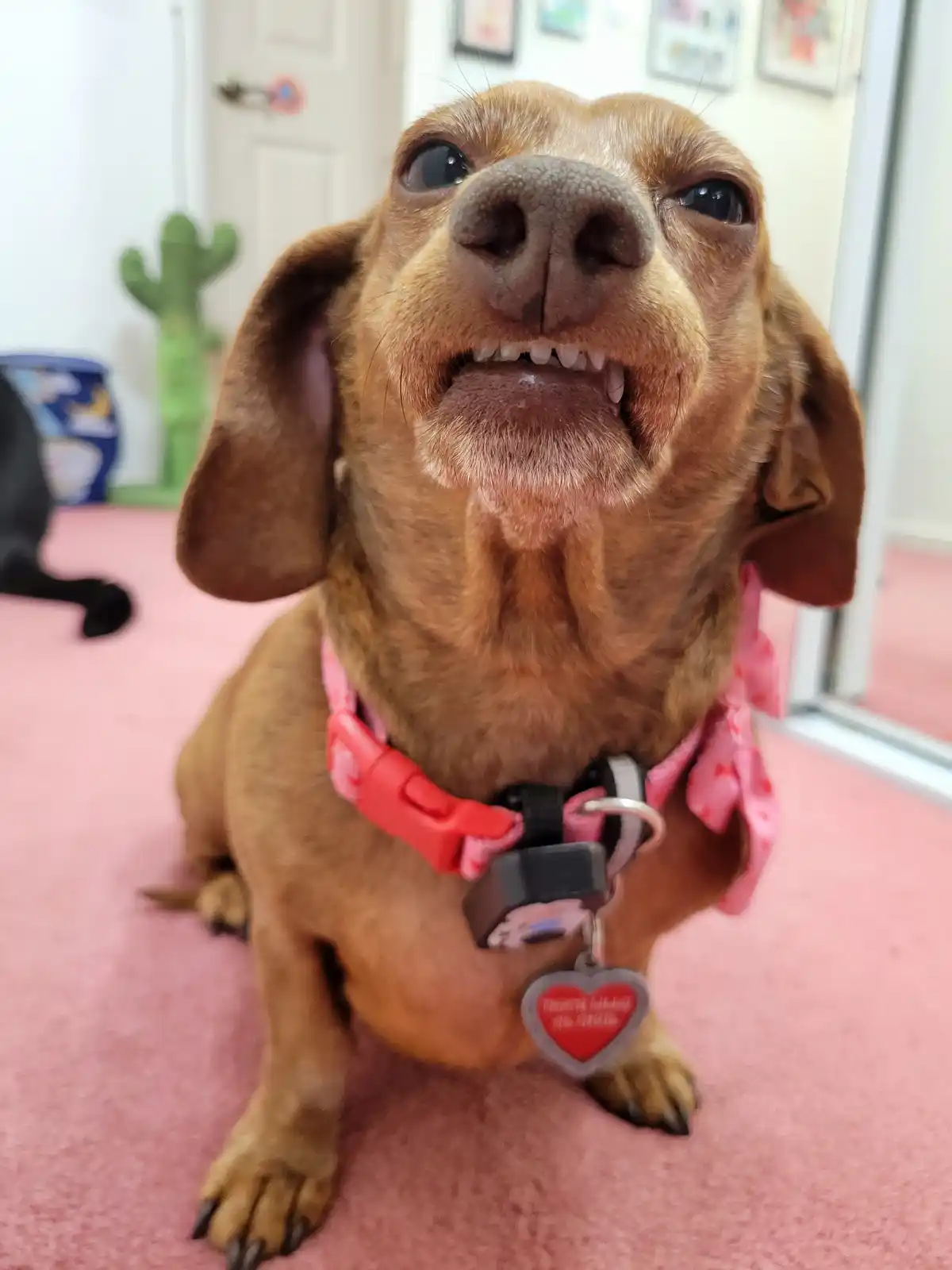 A close-up photo of a brown dachshund sitting on a pink carpet, looking upward with its mouth open in a grimace that…