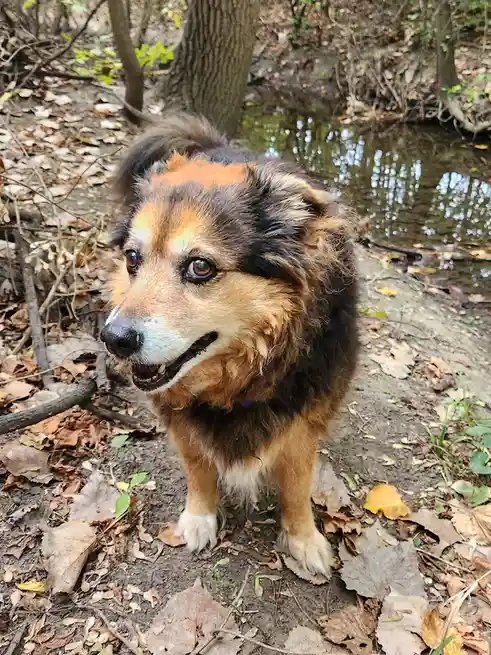 Peanut the Dog's Daily Adventures - Day 1547