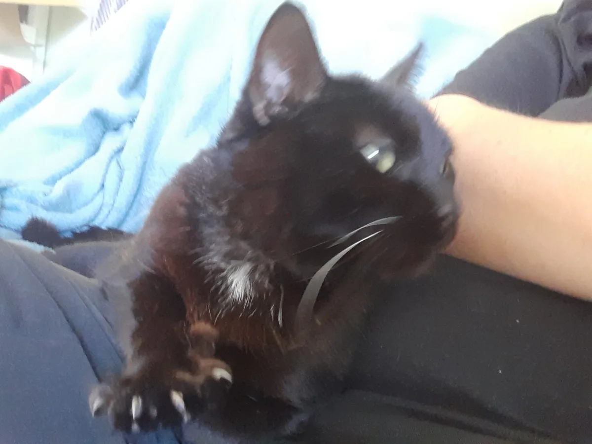 A black cat with a small white patch on its chest is lying on a person's lap, looking slightly dazed or uninterested. The…