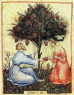 An old, medieval-style illustration depicts a man in blue robes and a woman in red robes kneeling under a pine tree laden…