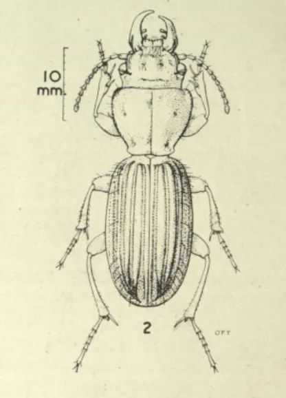A scientific illustration of a beetle labeled '10 mm.' with a scale bar and the number '2' at its base, overlaid with the…
