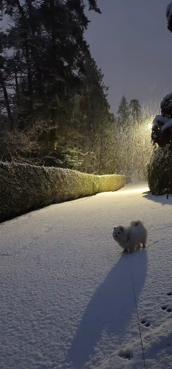 A small, fluffy white dog walks on a leash along a snow-covered path at dusk, with snow falling and trees lining the sides…