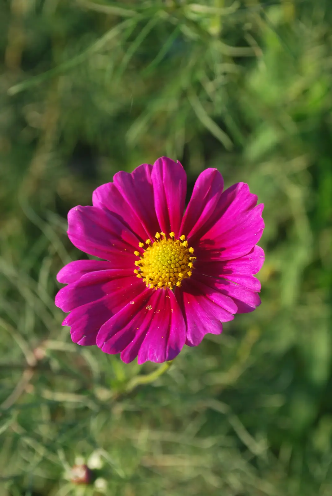 A vibrant magenta flower with a yellow center is in sharp focus against a blurred green grass background. The overlaid text…