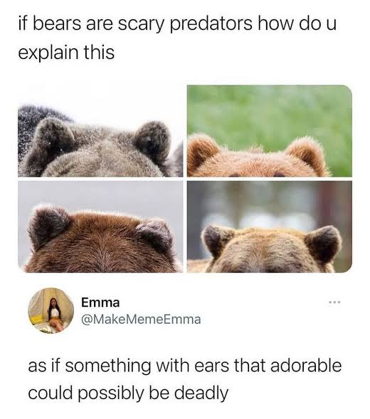 The image is a four-panel meme showing close-ups of the backs of four different bears' heads, focusing on their small…