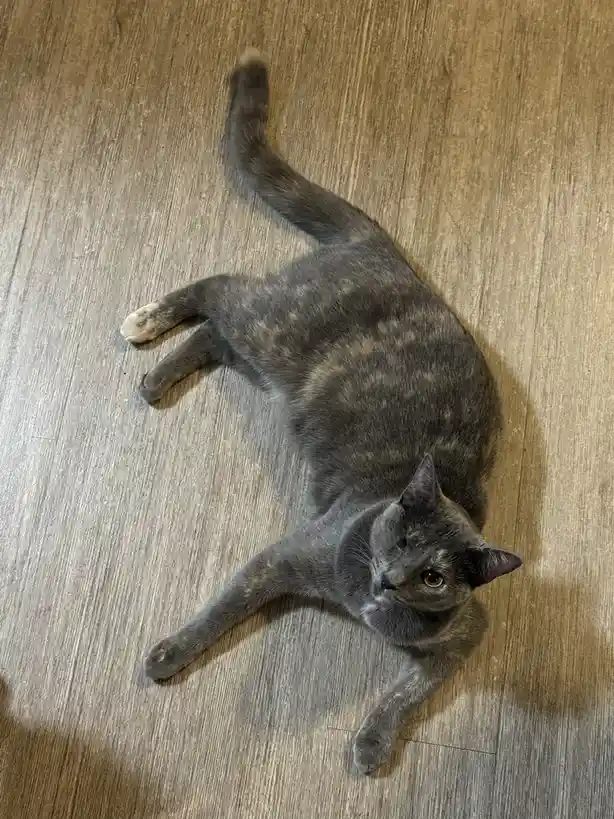A gray tabby cat lies sprawled on its side on a light brown wood floor, looking up at the camera with one eye open and the…