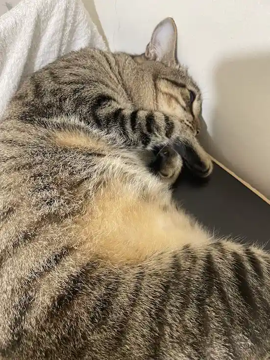 A tabby cat is curled up sleeping in a corner, its paw resting over its face, with a white towel nearby. The overlaid text…