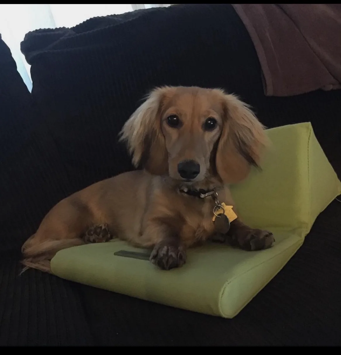 A long-haired dachshund with floppy ears and a tan coat lies on a light green cushion on a dark couch, looking directly at…