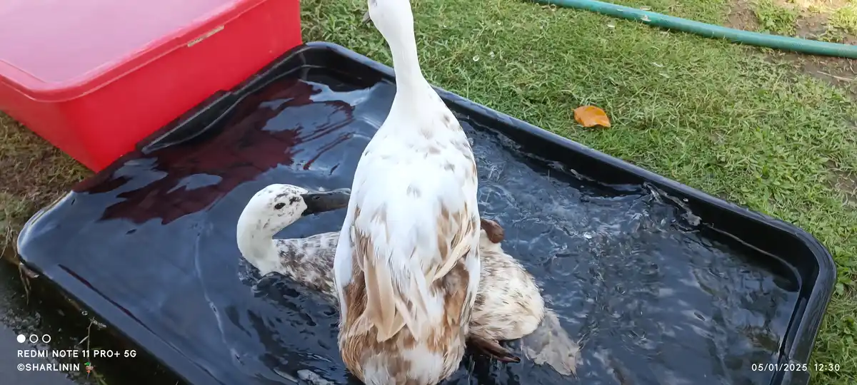 Two ducks are in a black plastic tub filled with water, one standing tall while the other is partially submerged and looking…