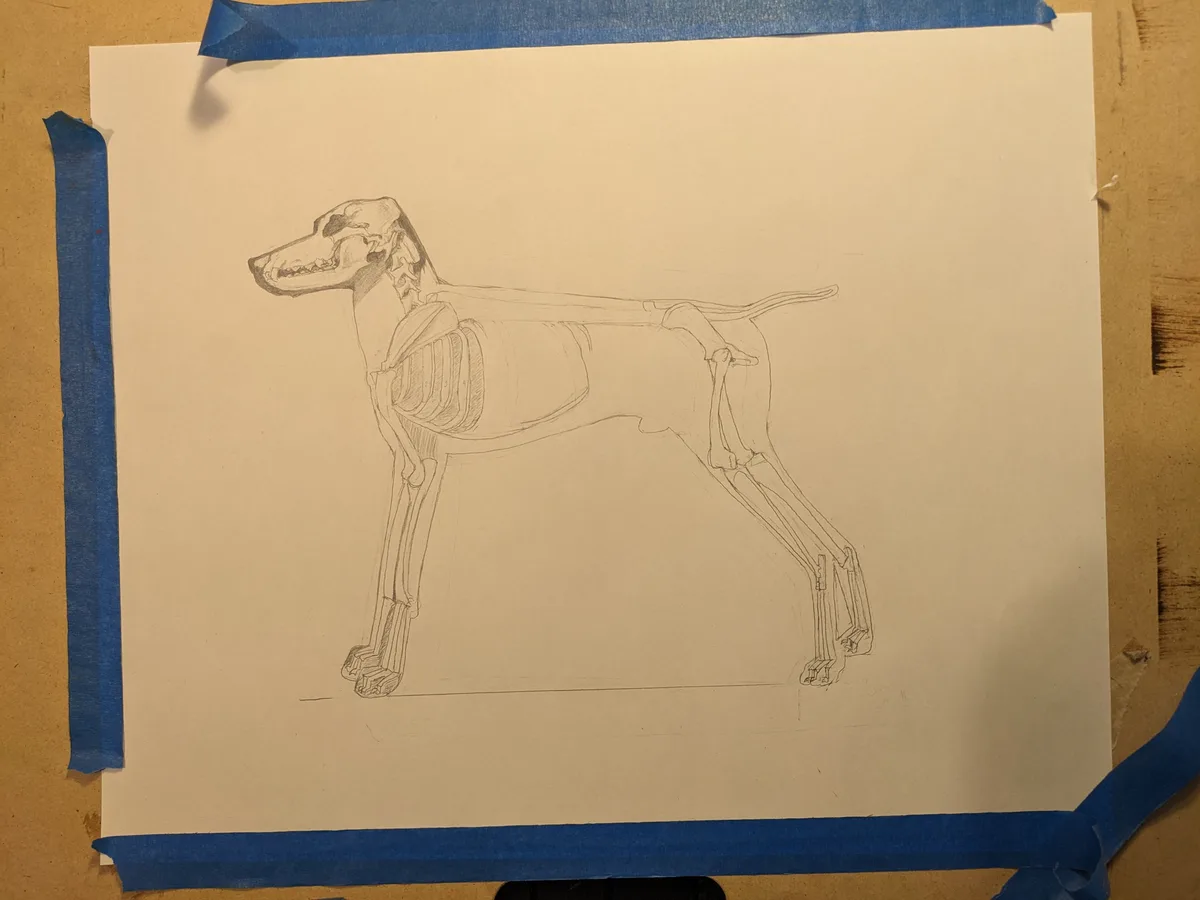 A pencil sketch of a dog's skeleton is taped to a brown surface with blue painter's tape. The drawing shows the full…