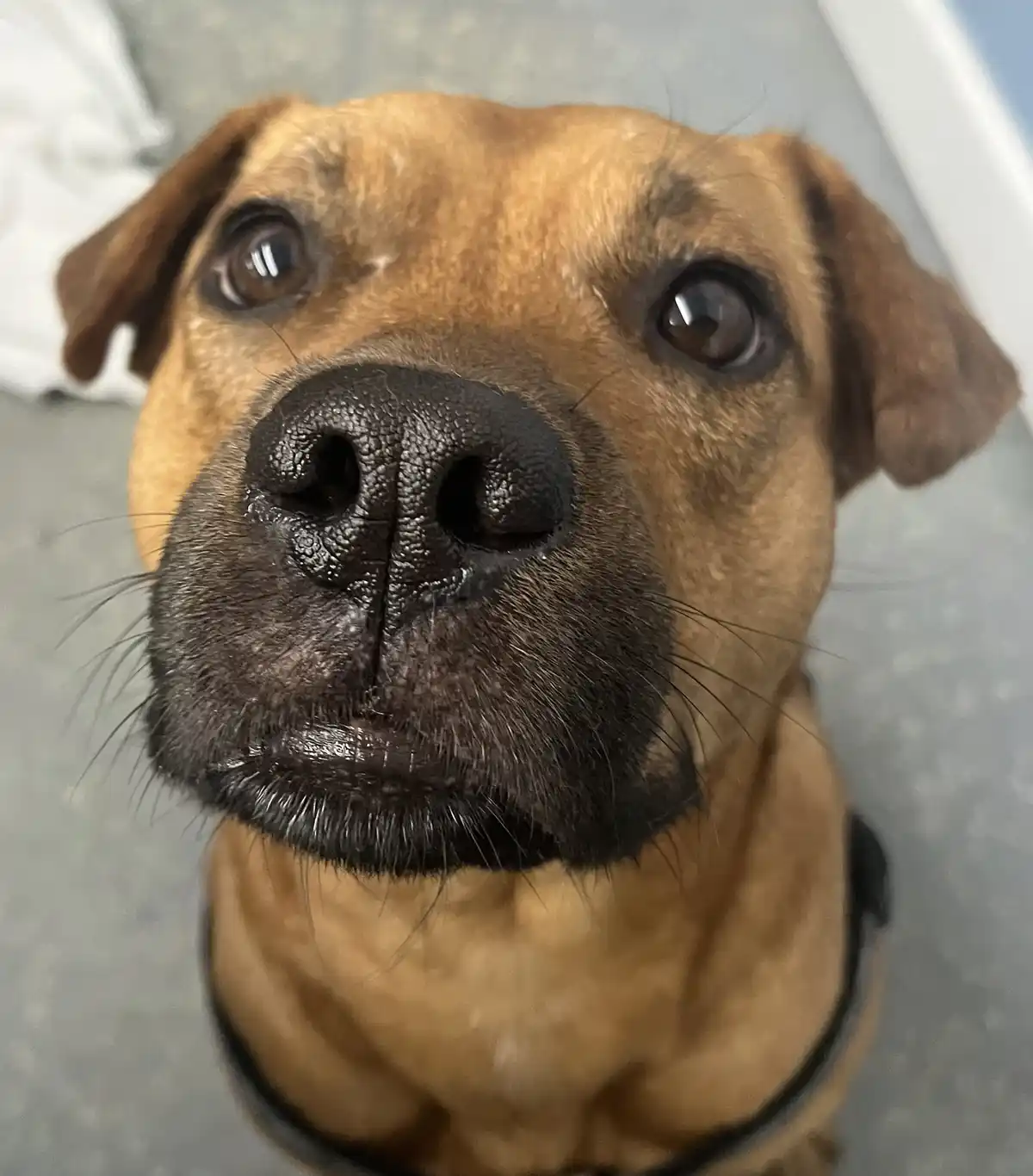 A close-up photo of a brown dog looking up with large, pleading eyes, its wet black nose and whiskers prominent. The dog…