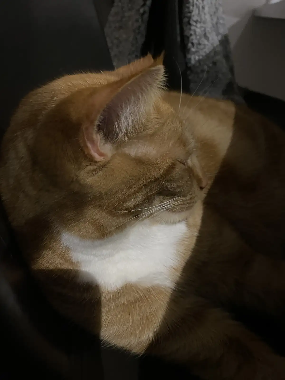Biscuit's Daily Snapshot: A Consistent Cutie